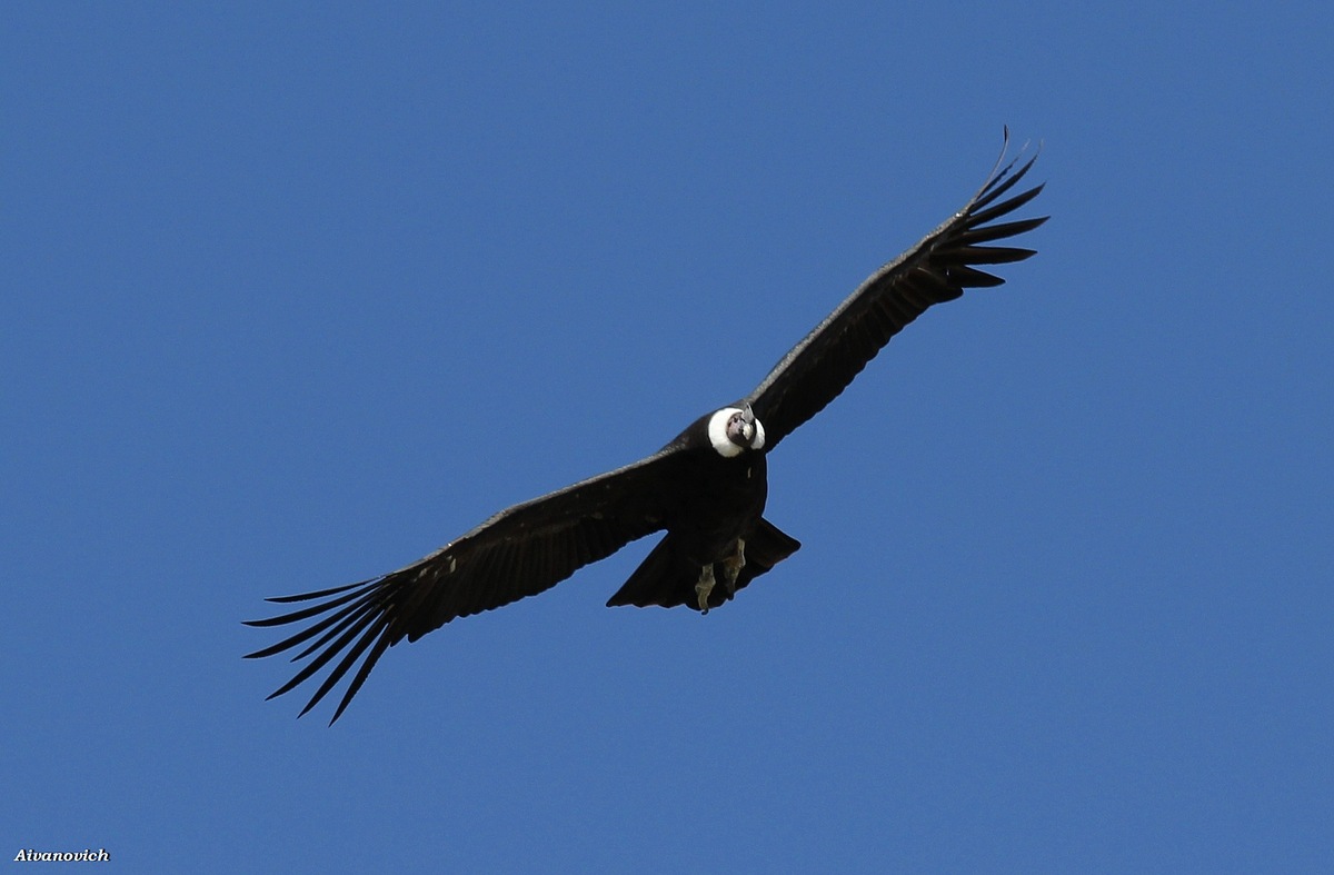 El Condor Pasa (Vuelo del C&#243;ndor)