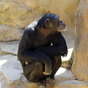 To be, or not to be..?