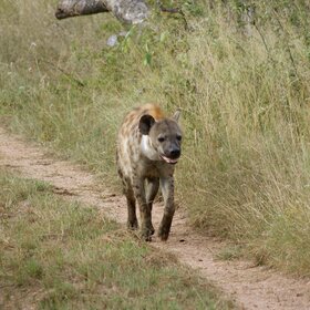 ������� �������� ����.