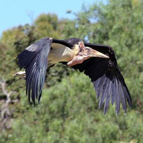 ���� ����, ������.