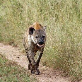 ������� ������� �������� ����.