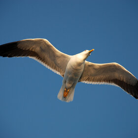 ��������� � ������, ������� ���� �������...