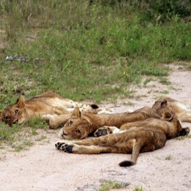 �����, ������ ����� � �������.