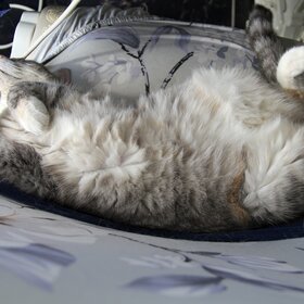 ���� ������� �������, ���� ����...