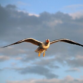 ���� ���� ��� �������� ����... ������ �� ������� ����...