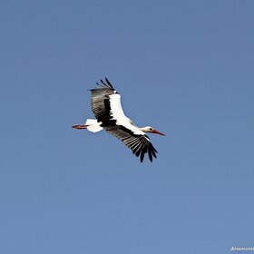 ��������, �� ������������ ����� "����� ���� �����..."