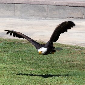 ���� ����, ������.