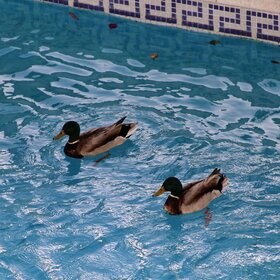 ����� ����� � ��������, � �� �����.