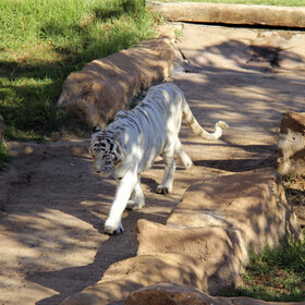 ��������� ��������.