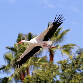 ����� ���� ����������� �������� ������� � ���...