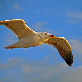 ����� �� ������ - ����� ��������...