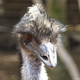 ����� ������������.