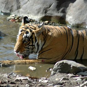 �����-�����, �����-���!