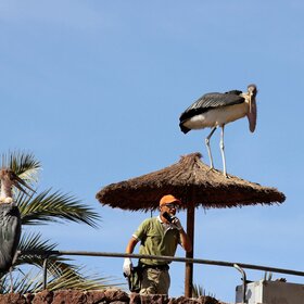 ������� ��������.