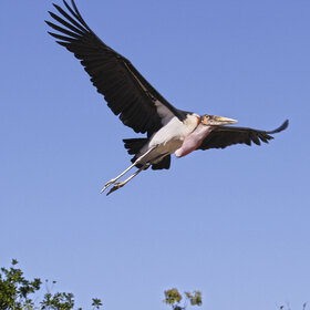 ������ �����. ������ ������ ��� ��������.