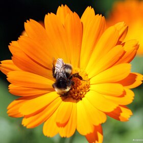 ������ �� ������.